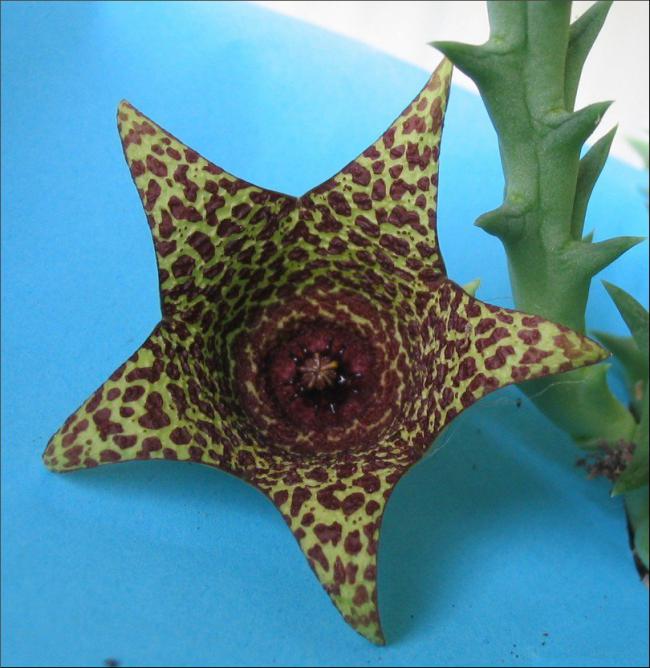 Name:  Orbea sp Boegoekraal.jpg
Views: 869
Size:  60.4 KB
