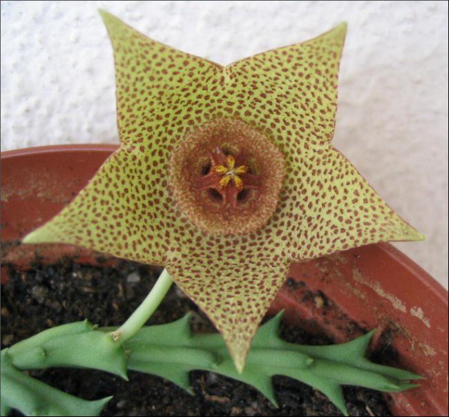 Name:  Orbea sp harmonie.jpg
Views: 904
Size:  62.2 KB