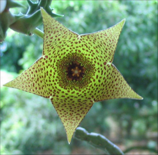 Name:  Orbea sp. kasouga.jpg
Views: 920
Size:  59.8 KB
