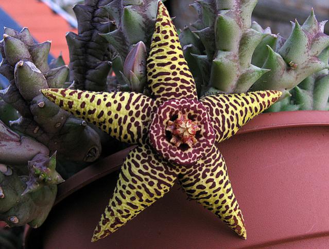 Name:  Orbea speciosa hibrido  O. halipedicola.jpg
Views: 1172
Size:  64.0 KB