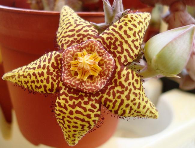 Name:  orbea speciosa.jpg
Views: 933
Size:  50.8 KB