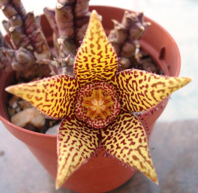 Name:  orbea speciosa0.jpg
Views: 909
Size:  60.2 KB