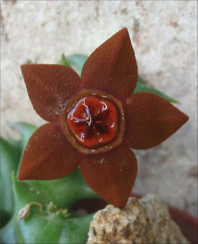 Name:  Orbea sprengeri ssp foetida.jpg
Views: 992
Size:  53.4 KB