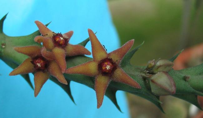 Name:  Orbea subterranea.jpg
Views: 962
Size:  24.3 KB