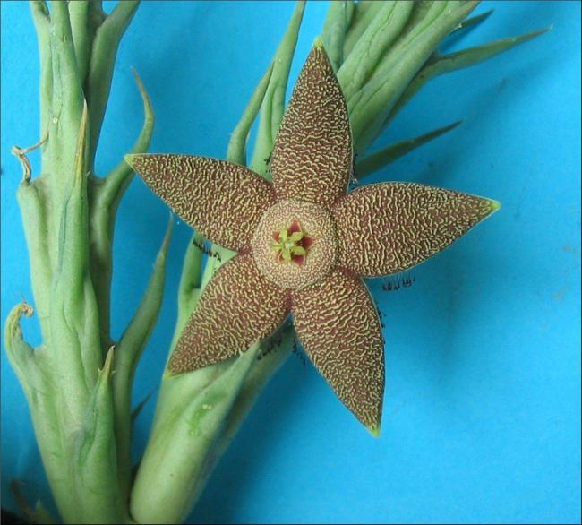 Name:  Orbea tapscottii.jpg
Views: 1150
Size:  59.2 KB