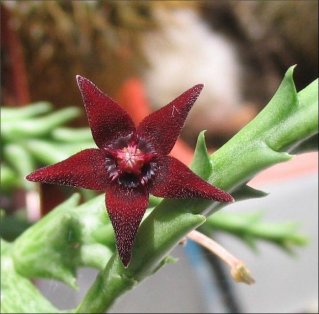 Name:  Orbea ubomboensis.jpg
Views: 1012
Size:  49.4 KB