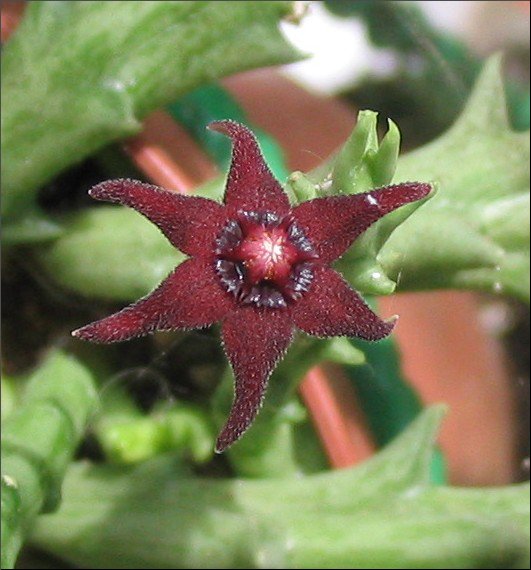 Name:  Orbea umbomboensis 6 petales.jpg
Views: 905
Size:  61.6 KB