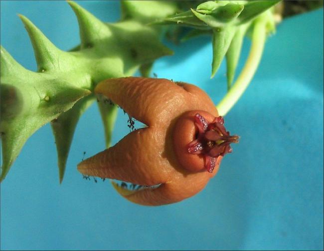 Name:  Orbea umbracula X O woodii.jpg
Views: 1265
Size:  35.0 KB