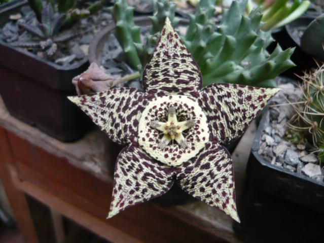 Name:  Orbea Variegata (3).jpg
Views: 1234
Size:  49.9 KB