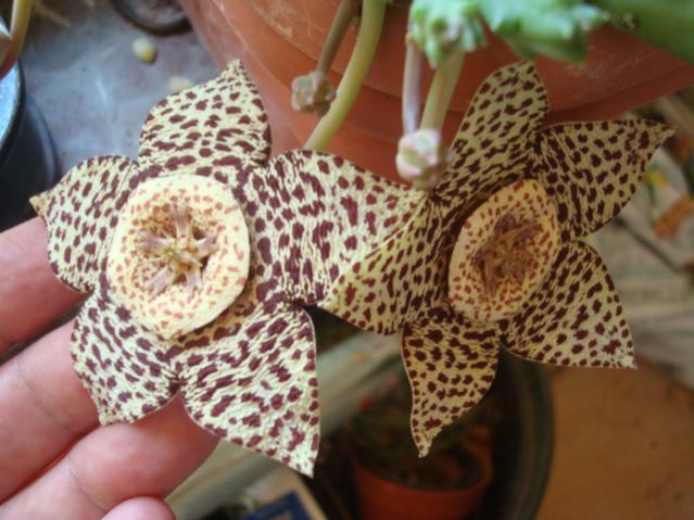 Name:  Orbea variegata (4).jpg
Views: 1239
Size:  50.4 KB