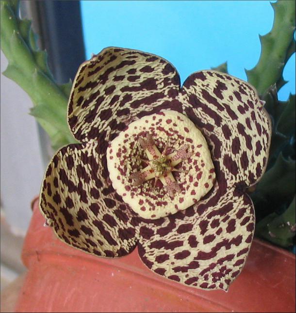 Name:  Orbea variegata 4 petales.jpg
Views: 1200
Size:  72.0 KB