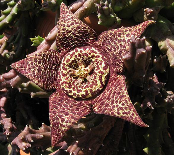 Name:  Orbea variegata ms oscura..jpg
Views: 888
Size:  72.8 KB