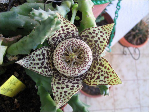 Name:  Orbea variegata.jpg
Views: 943
Size:  52.8 KB
