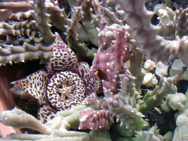 Name:  Orbea variegata0.jpg
Views: 1216
Size:  59.6 KB