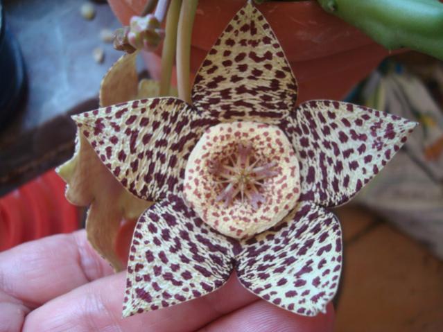 Name:  Orbea variegata1.jpg
Views: 877
Size:  48.5 KB