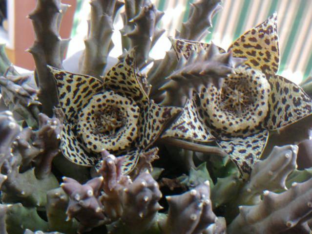 Name:  Orbea variegata2.jpg
Views: 906
Size:  55.6 KB