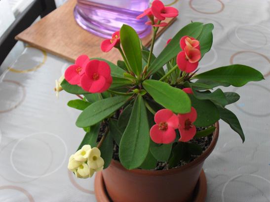 Name:  011.jpg
Views: 1904
Size:  29.2 KB