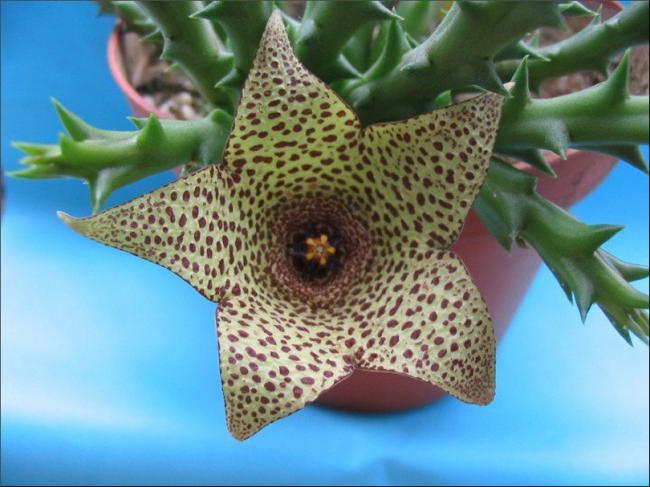 Name:  Orbea verrucosa.jpg
Views: 917
Size:  49.0 KB