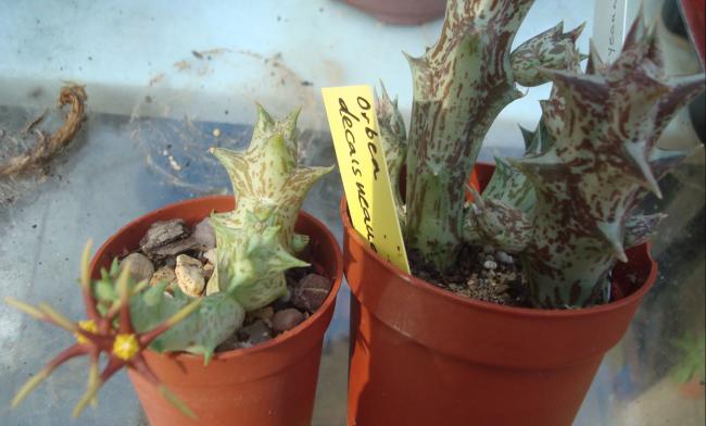 Name:  orbea wismannii y tu decaisneana.jpg
Views: 909
Size:  36.0 KB