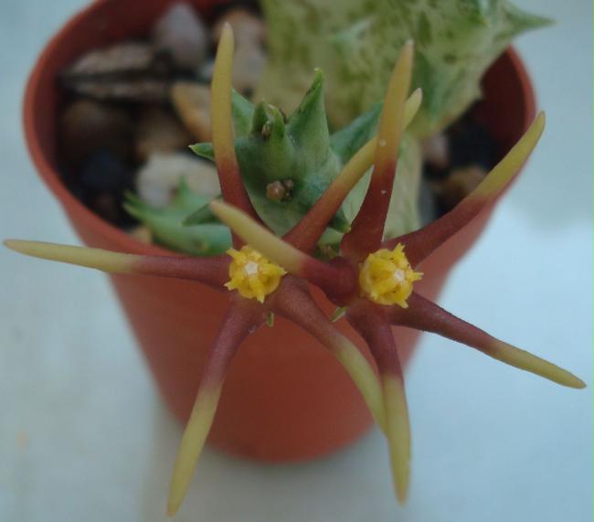 Name:  Orbea wissmannii.jpg
Views: 901
Size:  26.3 KB