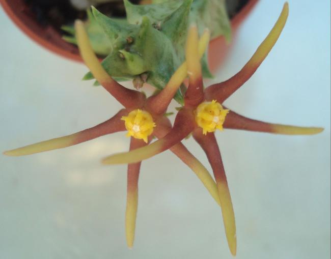 Name:  Orbea wissmannii0.jpg
Views: 909
Size:  23.3 KB
