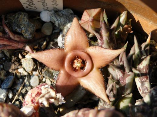 Name:  orbea woodi de ortegacactus0.jpg
Views: 834
Size:  38.8 KB