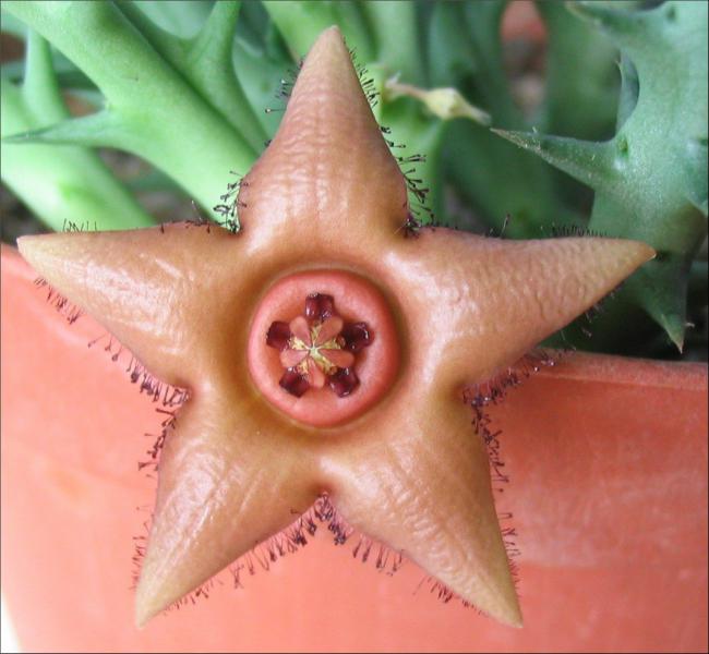 Name:  Orbea woodii 2.jpg
Views: 872
Size:  45.2 KB