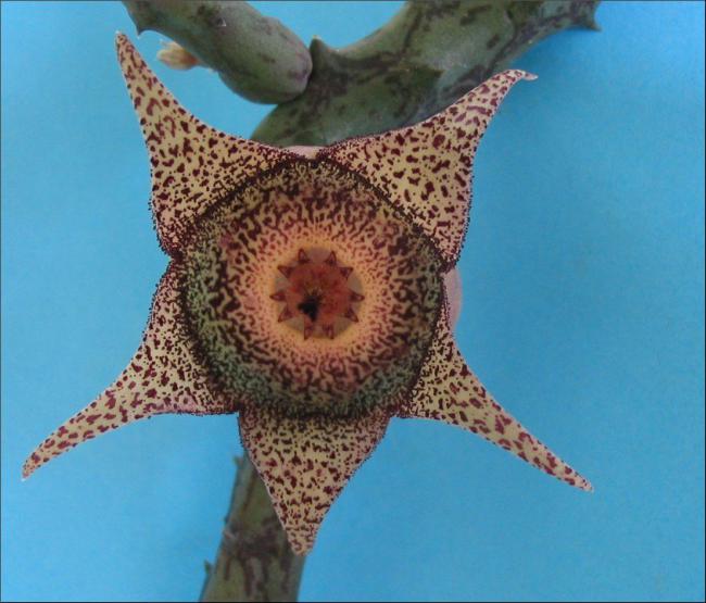 Name:  Orbeanthus hardyi 1.jpg
Views: 890
Size:  48.6 KB