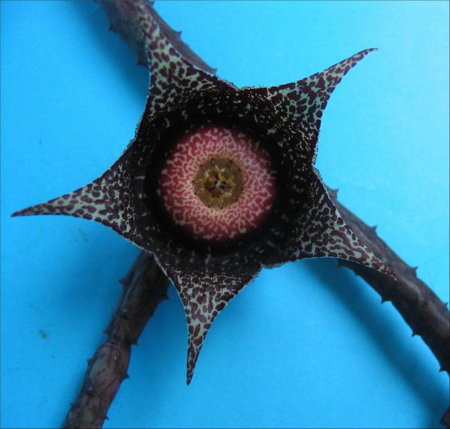 Name:  Orbeanthus hardyi.jpg
Views: 895
Size:  45.6 KB