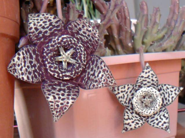 Name:  Orbeas de flor diferente....jpg
Views: 837
Size:  50.5 KB