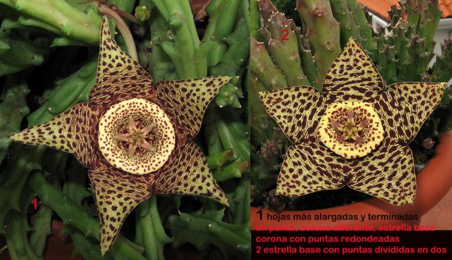 Name:  orbeas variegatas diferentes.jpg
Views: 869
Size:  61.3 KB