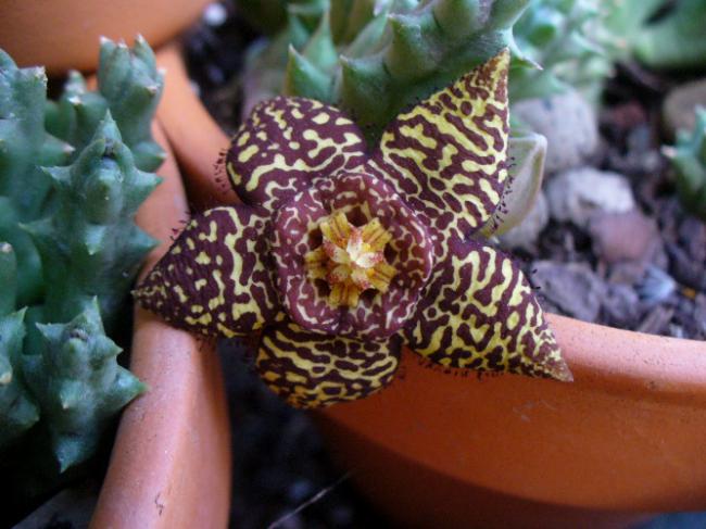 Name:  Orbes speciosa.jpg
Views: 894
Size:  48.9 KB