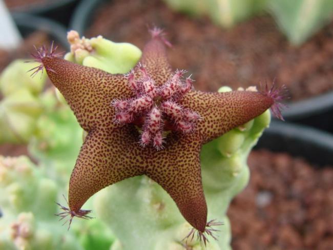 Name:  Otra fiebre como las Haworthia.jpg
Views: 878
Size:  40.0 KB