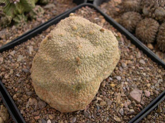 Name:  P. cubiforme.jpg
Views: 823
Size:  58.1 KB