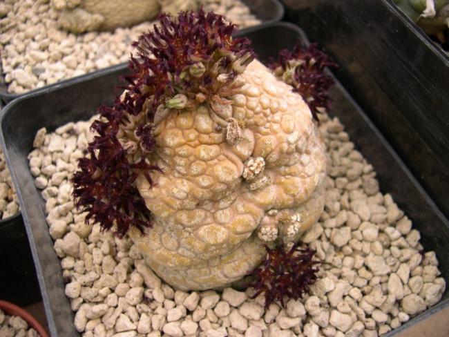 Name:  P. eylensis.jpg
Views: 863
Size:  58.8 KB