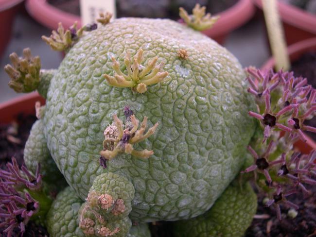 Name:  P. migiurtinum.jpg
Views: 837
Size:  51.3 KB