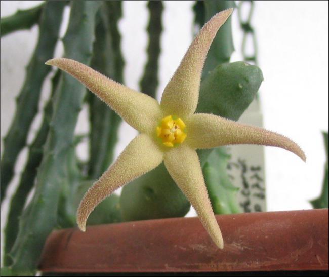 Name:  Piaranthus decorus subsp cornutus.jpg
Views: 944
Size:  39.5 KB