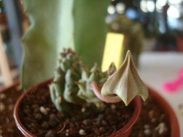 Name:  Piaranthus foetidus.jpg
Views: 877
Size:  27.1 KB