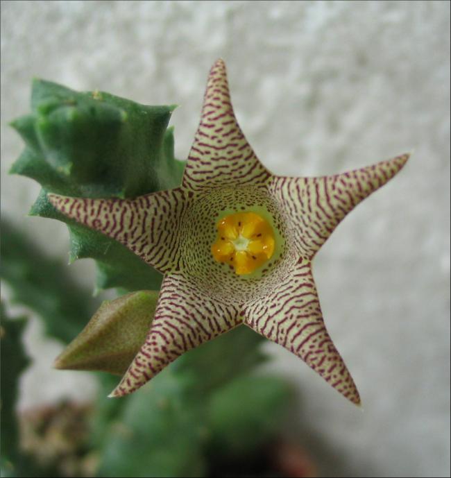 Name:  Piaranthus geminatus subsp geminatus -foetidus-.jpg
Views: 1017
Size:  44.9 KB