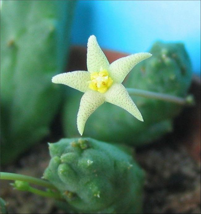 Name:  Piaranthus geminatus v geminatus.jpg
Views: 941
Size:  41.2 KB