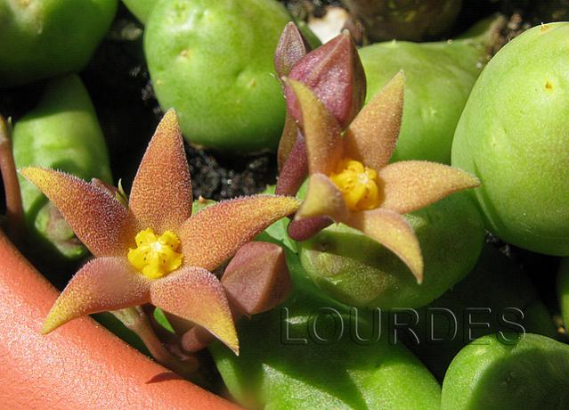 Name:  Piaranthus geminatus.jpg
Views: 1014
Size:  51.0 KB