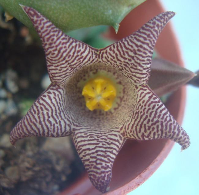 Name:  piaranthus punctatus0.jpg
Views: 976
Size:  49.0 KB