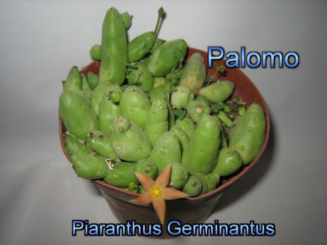 Name:  Piaranthus_Germinantus.jpg
Views: 888
Size:  33.5 KB