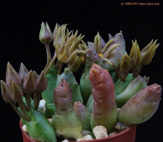 Name:  piaranthus-cornutus Piaranthus decorus ssp. cornutus0.jpg
Views: 874
Size:  41.3 KB