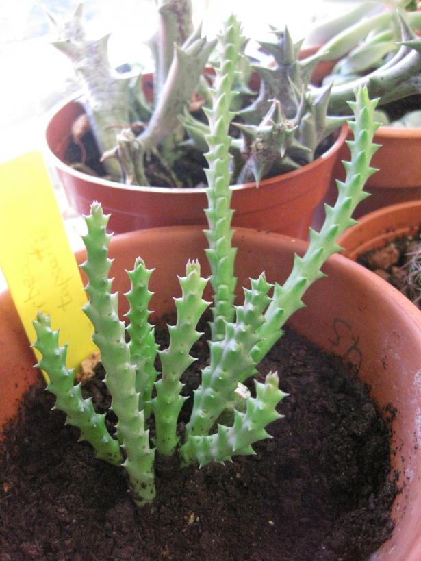 Name:  pillansii..jpg
Views: 836
Size:  71.3 KB