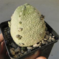 Name:  Pseudolithos harardheranus.jpg
Views: 824
Size:  11.2 KB
