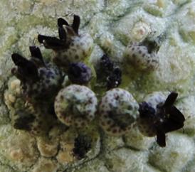 Name:  Pseudolithos harardheranus0.jpg
Views: 737
Size:  14.4 KB