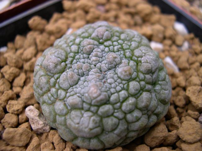 Name:  Pseudolithos horwoodii.jpg
Views: 783
Size:  49.5 KB