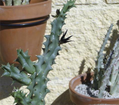 Name:  Quaqua mammillaris.jpg
Views: 836
Size:  31.0 KB