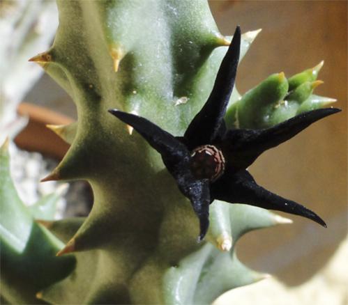 Name:  Quaqua mammillaris0.jpg
Views: 1071
Size:  26.4 KB